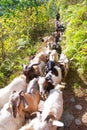 Nepal - 2 January 2017 :: the mountain goats is walking to mount