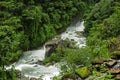 Nepal jungle Royalty Free Stock Photo