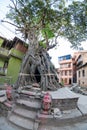 Nepal Kritipur small temple inside a giant tree Royalty Free Stock Photo