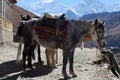 The Nepal mountain horse is high in the mountains