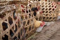 Nepalese chicken in wooden cages