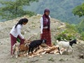 Nepalese girls with goats