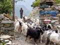 Nepalese goat herder