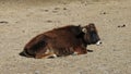 Nepalese lu lu dwarf cow Royalty Free Stock Photo