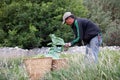 Nepalese man works in a vegetable garden. Nepal.