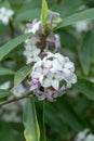 Nepalese paper plant Daphne bholua Spring beauty, cluster of fragrant flowers