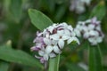 Nepalese paper plant Daphne bholua Spring beauty, cluster of flowers