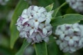 Nepalese paper plant Daphne bholua Spring beauty, close-up of flowers