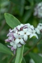 Nepalese paper plant Daphne bholua Spring beauty, a cluster of fragrant flowers