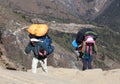 Nepalese porters carrying a havy load and Tibetan mastiff puppy Royalty Free Stock Photo