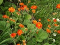 Nepalese Potentilla pleases us with its bright small flowers on long stems.