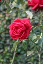 Nepalese Rose Flower with Natural combination