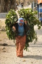 Nepalese village. A woman carries green branches to feed cattle