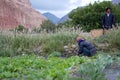 Nepalese woman and man works in a vegetable garden. Nepal.