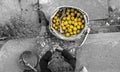 A Nepalese woman selling oranges Royalty Free Stock Photo