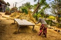 Nepalese woman threshing grain manually Royalty Free Stock Photo