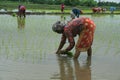 Nepali farmer planting the paddy corps from Chitwan Nepal