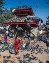 A Nepali lady feeds pigeons in front of Temple , Kathmandu , Nepal