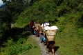 Nepali Porters Royalty Free Stock Photo