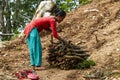 Nepali woman collects firewood in the bush.