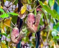 Nepenthaceae, nepenthes, two flower plants, brownish color with yellow specks Royalty Free Stock Photo