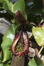 Nepenthe or hanging pitcher plant pod