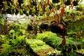 Nepenthe and plant shop.Tropical plant gardening shop area for selling