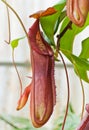 Nepenthe tropical carnivore plant Royalty Free Stock Photo