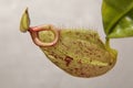 Nepenthe tropical carnivore plant on a background Royalty Free Stock Photo