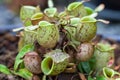 Nepenthe tropical carnivore Royalty Free Stock Photo