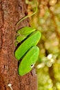 Nepenthe tropical carnivore plant Royalty Free Stock Photo