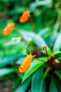 Nepenthe tropical carnivore plant. Venus Flytrap flowers