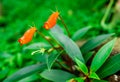 Nepenthe tropical carnivore plant. Venus Flytrap flowers Royalty Free Stock Photo