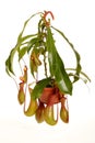 Nepenthe tropical carnivore plant on an white background