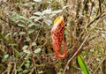 Nepenthe. Tropical pitcher plant Royalty Free Stock Photo