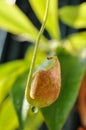 Nepenthes