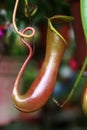 Nepenthes Royalty Free Stock Photo