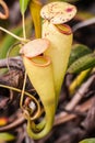 Nepenthes