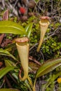 Nepenthes