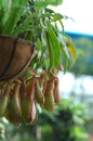 Nepenthes