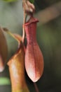 Nepenthes Royalty Free Stock Photo