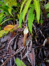 Plant nepenthes from aceh Royalty Free Stock Photo