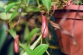 Nepenthes alata Blanco close up.