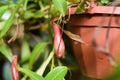 Nepenthes alata Blanco close up