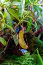 Nepenthes alata Blanco predator carnivorous plant of the Nepenthaceae family. Tropical liana with insect pitcher trap