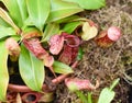 Nepenthes alata, carnivorous plant feeds on insects