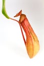 Nepenthes Alata, a carnivorous Plant,with green le