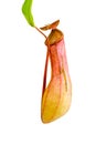 Nepenthes Alata, a carnivorous Plant,with green le