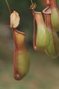 a Nepenthes alata Pitcher plant, the nature concept Royalty Free Stock Photo