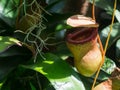 A Nepenthes alata pitcher plant pitfall trap in a botanical garden.